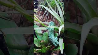 Terrario bioactivo  Abronia graminea  dragoncito mexicano reptiles reptile abronia dragon [upl. by Compte]