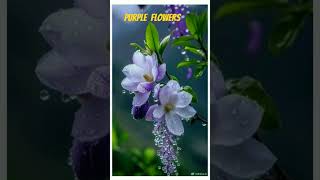 Purple flowers with new short video❤️ And trending song❤️ [upl. by Ecirtnom]