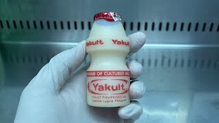 Yakult under the microscope [upl. by Dacia223]