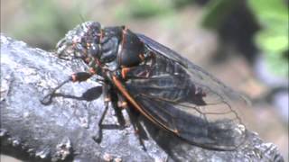 Cicada Chirping [upl. by Betty530]