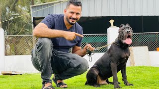 Ramos at petstation cane corso  റാമോസ്‌ വന്നൂട്ടാ [upl. by Comstock210]