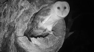 Barn Owl Fledges Then Gets Knocked by Tawny Owl  Gylfie amp Dryer  Robert E Fuller [upl. by Rankin]