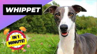 Whippet 🐶 A Great Choice for FirstTime Dog Owners  1 Minute Animals [upl. by Chute]