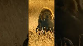 Lion vs Buffalo Intense Attack in the Wild [upl. by Rafaelia]