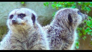 Meerkat Suricate  Los Angeles Zoo [upl. by Lemaj]