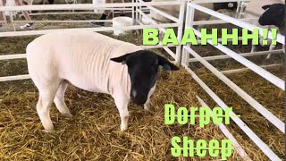 Cute Dorper Sheep I met at an agricultural fair bah [upl. by Tenahs]