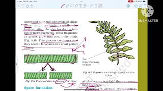 CLASS7 CHAPTER8 REPRODUCTION IN PLANTS 20242025reproductioninplants class7science science [upl. by Stephania]