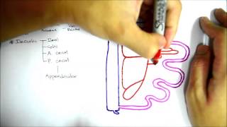 Superior Mesenteric Artery [upl. by Darren]