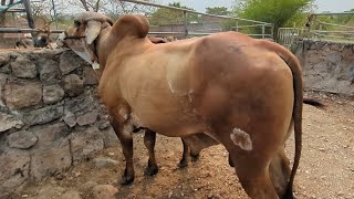 toro gyr el el tiangue de santa rosa de lima la Unión [upl. by Ainoz]