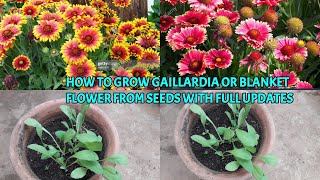 HOW TO GROW GAILLARDIA OR BLANKET FLOWER FROM SEEDS WITH FULL UPDATES [upl. by Neelyam]