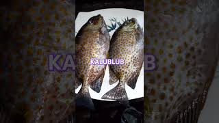 Spearfishing Daming PUSIT 🦑🦑🦑 food nightspearfishing seafood fish pusit squid spearfishing [upl. by Ainnos]