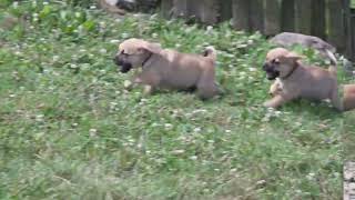 Atlee Millers Puggle Puppies [upl. by Eceinehs152]