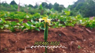 HUTANG BUDI KARAOKE NOORMALANURHALIMAH [upl. by Atikaj]