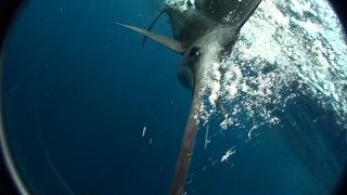 Sailfish Attacks Cameraman Full Story [upl. by Isa420]