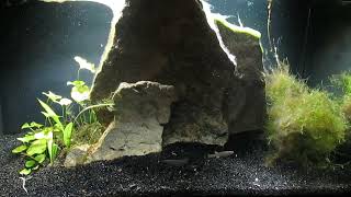 Killifish and Cherry Shrimp Breeding Projects 112224 [upl. by Ajiat]