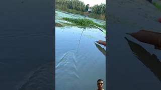 THE BIGGEST FISHING fishing carpfishing naturalfishinglife bigcarpfish fish bigcarp [upl. by Olivier]