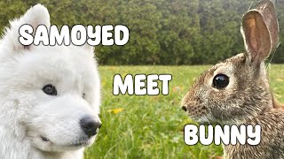 This Samoyed LOVES Bunny Rabbits [upl. by Ettedanreb]