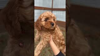 Bixbite  Apricot amp Red Cavapoo Male [upl. by Fairbanks252]