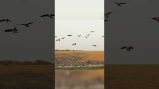 Just a Little Bit Will Do It 🤌 birds hunting geese [upl. by Ahsikar]