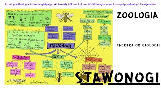 Stawonogi  Skorupiaki  Pajęczaki  Owady  Przeobrażenie  Stawonogi kl6  Film  Lekcja online [upl. by Astrid777]