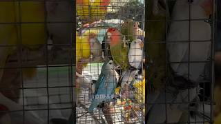 Galiff street bird market 🦜India biggest bird market birds pets galiffstreet birdslover shorts [upl. by Abdu]