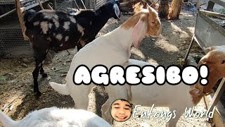 NEW GOAT FENCING  Sobrang Aggressive na ng ating F4 BoerAnglo na buckling [upl. by Pedersen]