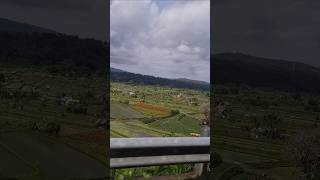 Rice field of the villagers [upl. by Lleznod]