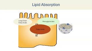 Lipid Digestion Absorption amp Transport [upl. by Goldner]