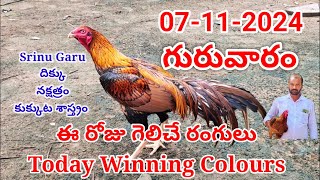 07 November 2024 Today Winning Colourskukkutasastram SrinuGariFarms SrinuGaruSGF [upl. by Livesay667]