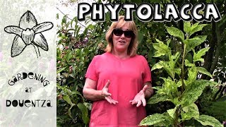 Phytolacca Care How to Grow Pokeweed  8 of 30 my month of perennials [upl. by Idnyc]