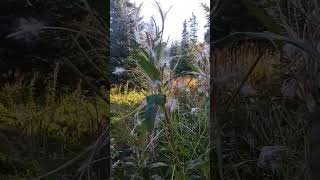 Fireweed Fluffing alaska autumn [upl. by Opportuna]