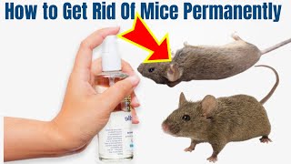 Natural homemade mouse repellent to Get Rid Of Mice Permanently in your house [upl. by Kenaz]