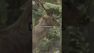 Deer vs Gazelle Speed Showdown 2024 08 09 wildlife deer facts shorts [upl. by Nadine973]