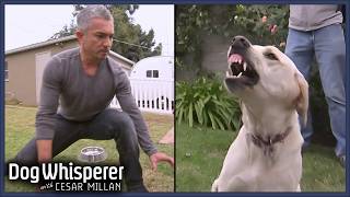 Cesar Millan VS Most Aggressive Dogs  Dog Whisperer Marathon [upl. by Heath45]