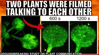 Mindblowing Video of Plants Talking to Each Other In Real Time [upl. by Phil]