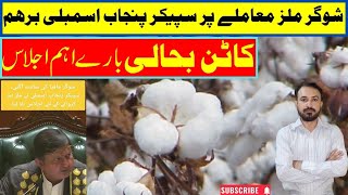 Cotton Production  Video  کاٹن کے حوالے سے اہم اپ ڈیٹ  Punjab cottonindustry cottonratetoday [upl. by Galatea241]