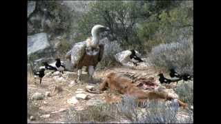 THE GRIFFON VULTURE [upl. by Donovan]