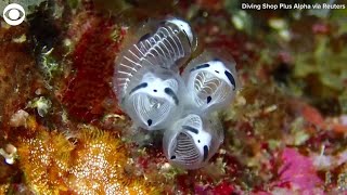 New species skeleton panda sea squirt discovered in Japan [upl. by Oivlis]