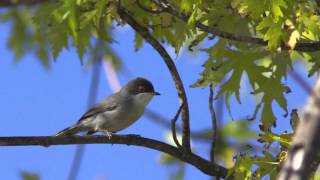 Oiseau Fauvette mélanocéphale [upl. by Luanni]