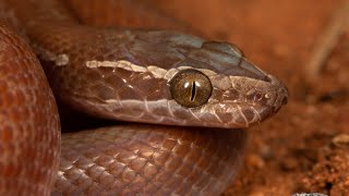 Most Beautiful Snake In South Africa🐍 South African Brown House Snake🎥😊 snake Boaedon capensis [upl. by Riva29]