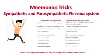 Mnemonics parasympathetic vs sympathetic nervous system functions  Differences [upl. by Ahseyi]