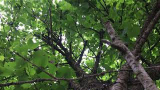 Wild cherry Prunus avium  canopy  May 2018 [upl. by Beckerman795]