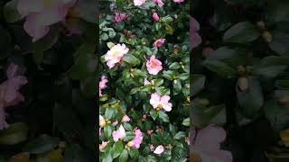 Our Christmas camellia is blooming now She is so beautiful [upl. by Ramyar]