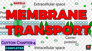 Membrane Transport Physiology Bangla  Active Transport Passive Transport  Guyton chapter4 [upl. by Yracaz579]