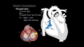 Blood Flow Through the Heart  Heart Blood Flow Circulation Supply [upl. by Jeth]