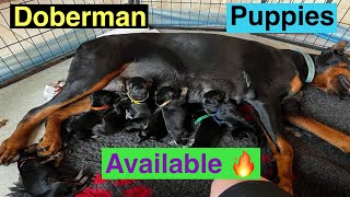 Doberman puppies available for sale in Hyderabad 6300558097 [upl. by Onimod]