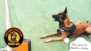 Paza la Obiect 🐶 Ciobanesc Belgian Malinois  by Mihai Nae [upl. by Suedaht]