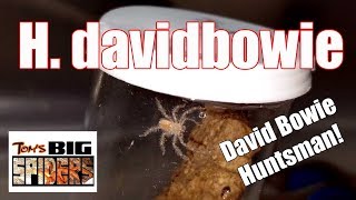 Heteropoda davidbowie quotDavid Bowie Huntsmanquot Housing [upl. by Alahcim]