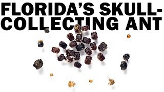 Floridas SkullCollecting Ant [upl. by Brenden]