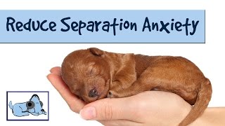 Music to Reduce Separation Anxiety in Dogs Relaxing Sounds Stressed Dog Sounds for Puppies [upl. by Joanne52]